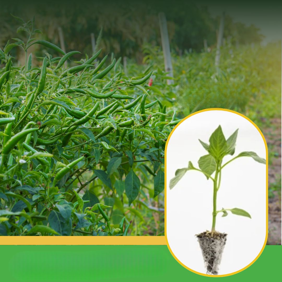 Shivneri Nursery