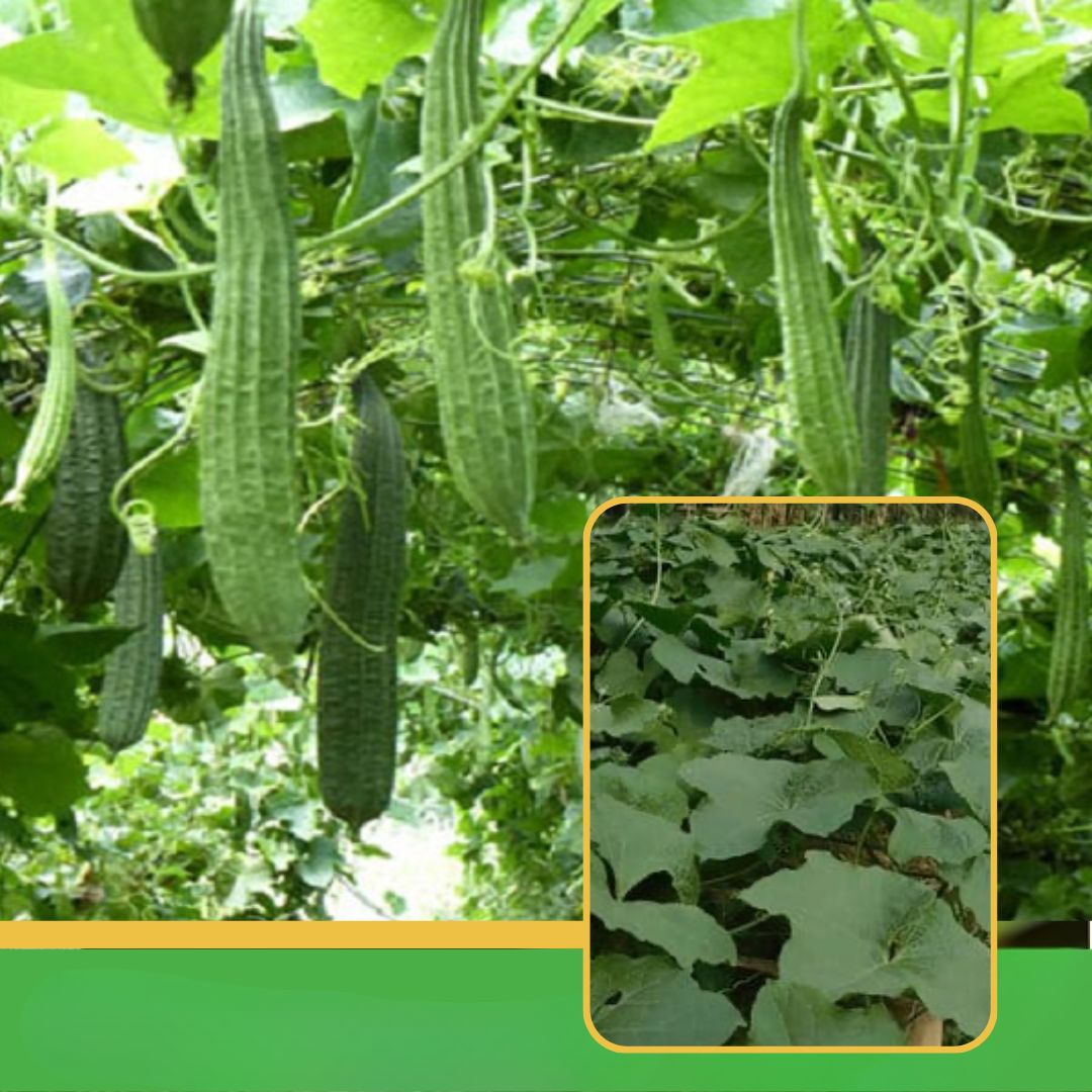 Shivneri Nursery