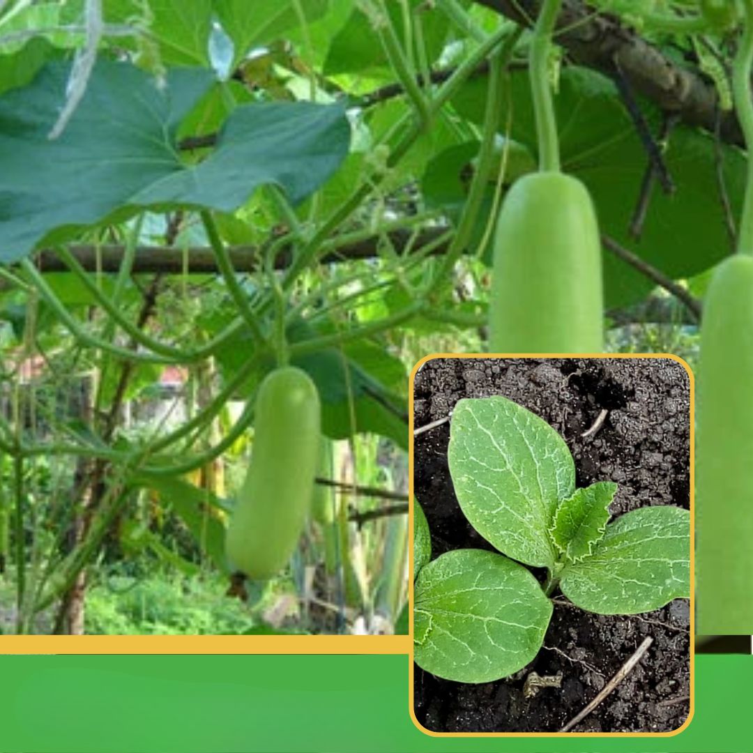 Shivneri Nursery