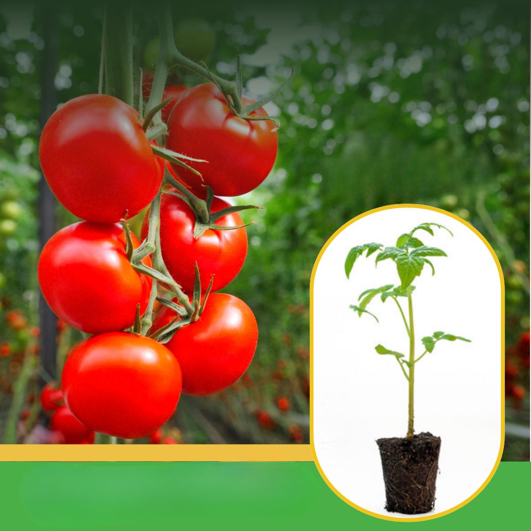 Shivneri Nursery