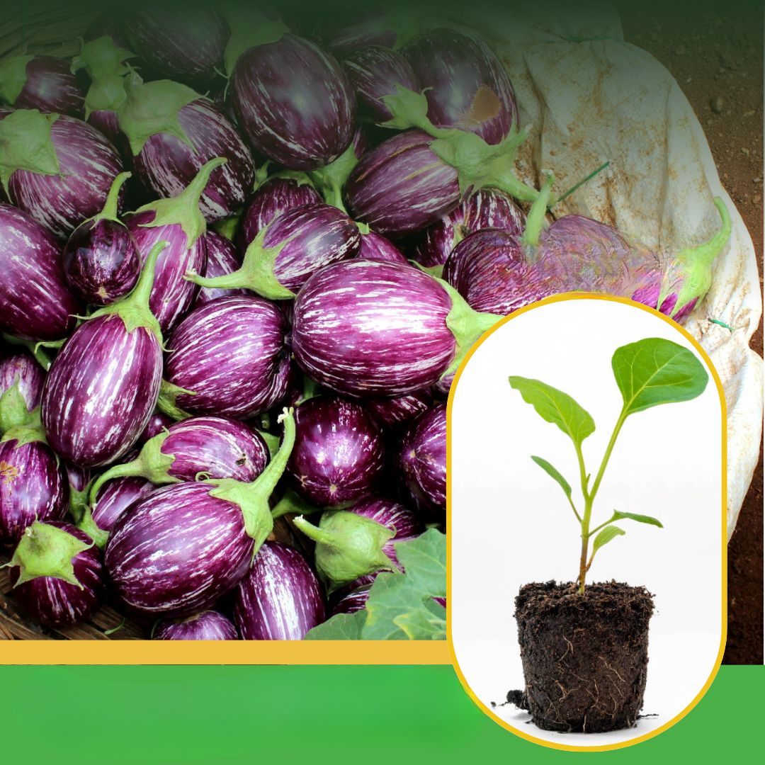 Shivneri Nursery